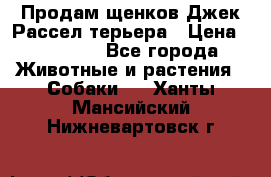 Продам щенков Джек Рассел терьера › Цена ­ 25 000 - Все города Животные и растения » Собаки   . Ханты-Мансийский,Нижневартовск г.